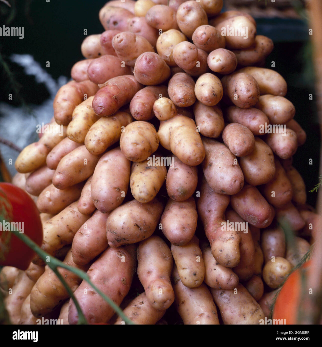 Potato - `Pink Fir Apple'   VEG013972 Stock Photo